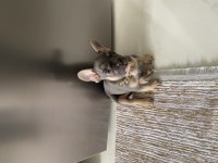 2 AYLIK FRENCH BULLDOG TRİ COLOUR ÇİŞ EĞİTİMLİ