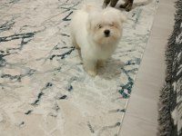 Kore kan maltese bebek harika