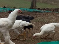 Orijinal brahma horozları