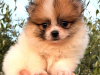 Güzellik abideleri pomeranian köpekler