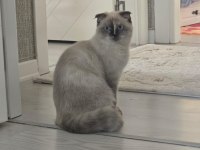 Güzel scottish fold kız