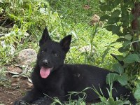 Soli̇d Black - Bicolor Worki̇ngli̇ne Alman Kurdu Yavrular