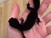 Crested ve Leopard Geckolar