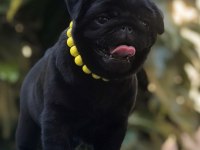 15 ÇEŞİT MALZEME HEDİYELİ SİYAH PUG BEBEKLER