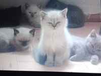 British shorthair blue point British shorthair white