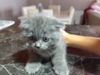 Uygun şartlarda scottish fold kedilerimiz