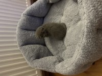 2 aylık scottish fold yavrumuz