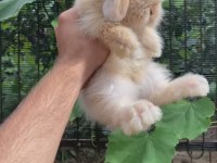 VETERİNERDEN HOLLANDA LOP MİNİLOP CÜCE TAVŞAN YAVRULAR