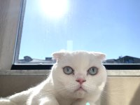 Scottish fold kedimizi zorunluluktan sahiplendiriyoruz