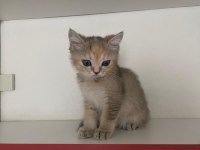 Safkan british shorthair