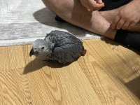 Yeme düşmüş bebek jako