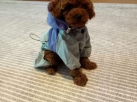 Orjinal red brown toy poodle