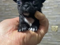 Mini şivava bebişler mamaya başladı