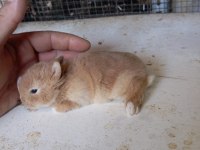 Cüce tavşan yavruları