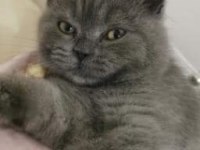 British shorthair 5 aylık erkek
