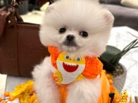 Orjinal teddy bear garantili pomeranian boo