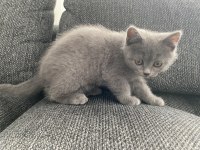 İri yapılı Safkan Scottish Fold