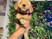 2 aylık toy poodle yavrumuz