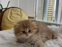 Scottish fold longhair (Golden & silver)