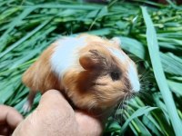 Yetişkin ve Yavru Guinea Pigler Mevcuttur