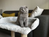 Sıfır kulak Scottish fold cinsi yavrumuza aile arıyoruz