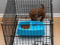 Wc Eğitimli Orjinal Ev Üretimi Toy Poodle