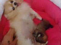 Adana Sarıçam 0 numara dişi pomeranian boo ayı surat