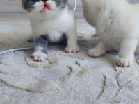 Minnak exotic shorthair patiler sevgi delisi