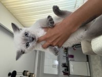British shorthair 60 günlük erkek