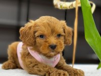 Karamel Maltipoo Teacup