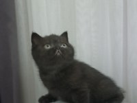 Uyguna kakao bebek british shorthair