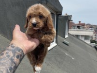 MALTİPOO YAVRULAR