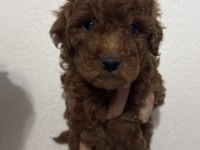 2 ADET ERKEK TOY POODLE 55 GÜNLÜK