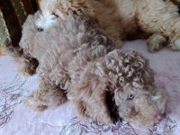 Ev içi bakılabilecek tek ırk poodle cinsidir