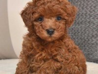 Safkan Toy Poodle Yavruları Irk Garanti Ücretsiz Teslimat