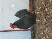 Alman australorp