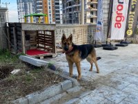 11 aylık dişi alman çoban köpeği