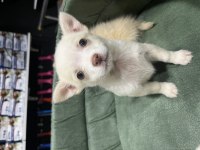 BÜYÜMEYEN KÜÇÜK EVDE BAKILACAK KÖPEĞİMİZ