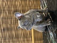İzmirden blue French bulldog erkek yavru