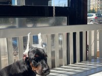 Sağlam Kan 3 Aylık Kulak Kuyruk Bitti Saf Doberman