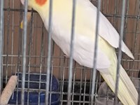 Evcil Sultan Papağanı Yer Gebze Kocaeli