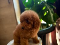 Erkek toy poodle