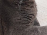 Safkan British Shorthair