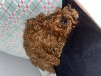 toy poodle erkek