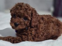 Teslime hazır kore red brown poodle yavru