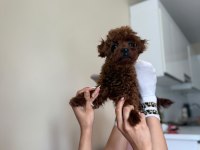 Kore toy poodle teacup kg garantili
