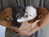 RENK SEÇİMİ YAPABİLECEĞİNİZ OYUNCU POODLE YAVRULAR