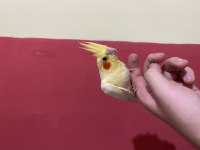 Bebek lutino sultan papağanı