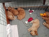 Terrier can dostları bunlar