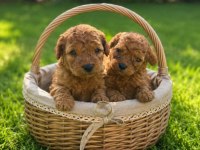POODLE MINIK KURABİYELER